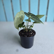 Load image into Gallery viewer, #B102 Anthurium Clarinervium