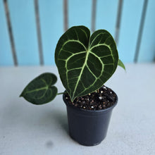 Load image into Gallery viewer, #H10 Anthurium Clarinervium