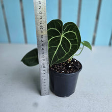 Load image into Gallery viewer, #H10 Anthurium Clarinervium