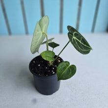 Load image into Gallery viewer, #H10 Anthurium Clarinervium