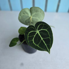 Load image into Gallery viewer, #H10 Anthurium Clarinervium