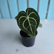 Load image into Gallery viewer, #P5 Anthurium Clarinervium