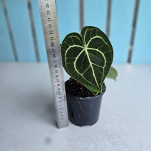 Load image into Gallery viewer, #P5 Anthurium Clarinervium