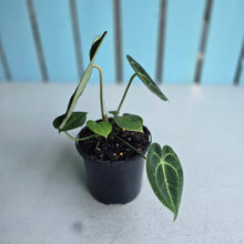 Load image into Gallery viewer, #P5 Anthurium Clarinervium