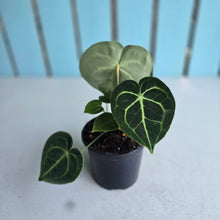 Load image into Gallery viewer, #P5 Anthurium Clarinervium