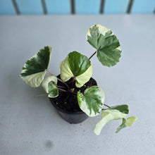 Load image into Gallery viewer, #605 Farfugium Japonicum 'Argenteum'