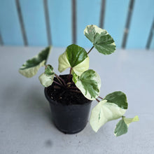 Load image into Gallery viewer, #605 Farfugium Japonicum 'Argenteum'