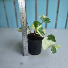 Load image into Gallery viewer, #605 Farfugium Japonicum 'Argenteum'