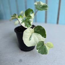 Load image into Gallery viewer, #605 Farfugium Japonicum 'Argenteum'