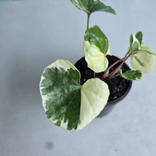 Load image into Gallery viewer, #605 Farfugium Japonicum 'Argenteum'