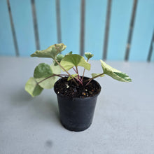 Load image into Gallery viewer, #605 Farfugium Japonicum 'Argenteum'