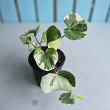 Load image into Gallery viewer, #605 Farfugium Japonicum 'Argenteum'