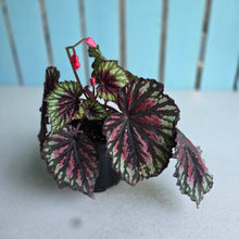 Load image into Gallery viewer, #70 Begonia Painters Palette