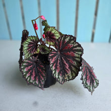 Load image into Gallery viewer, #70 Begonia Painters Palette