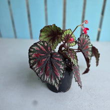 Load image into Gallery viewer, #70 Begonia Painters Palette