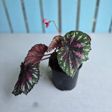 Load image into Gallery viewer, #70 Begonia Painters Palette