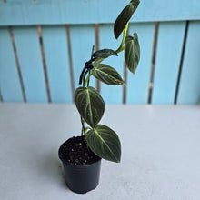 Load image into Gallery viewer, #W19 Philodendron Melanochrysum