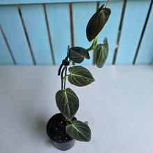 Load image into Gallery viewer, #W19 Philodendron Melanochrysum