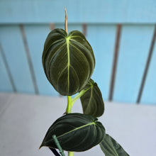 Load image into Gallery viewer, #W19 Philodendron Melanochrysum