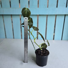 Load image into Gallery viewer, #W19 Philodendron Melanochrysum
