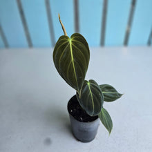 Load image into Gallery viewer, #71 Philodendron Melanochrysum