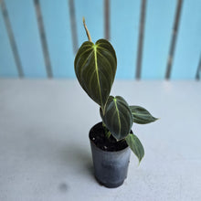 Load image into Gallery viewer, #71 Philodendron Melanochrysum