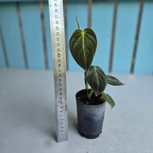 Load image into Gallery viewer, #71 Philodendron Melanochrysum