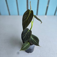 Load image into Gallery viewer, #71 Philodendron Melanochrysum