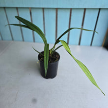 Load image into Gallery viewer, #12 Anthurium Bakeri - Narrow Form