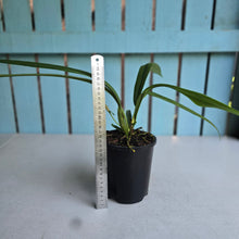 Load image into Gallery viewer, #12 Anthurium Bakeri - Narrow Form