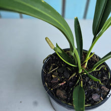 Load image into Gallery viewer, #12 Anthurium Bakeri - Narrow Form