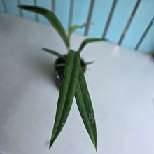 Load image into Gallery viewer, #12 Anthurium Bakeri - Narrow Form