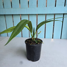 Load image into Gallery viewer, #12 Anthurium Bakeri - Narrow Form