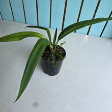 Load image into Gallery viewer, #12 Anthurium Bakeri - Narrow Form