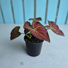 Load image into Gallery viewer, #W74 Caladium