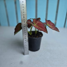 Load image into Gallery viewer, #W74 Caladium