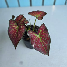 Load image into Gallery viewer, #W74 Caladium