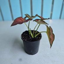 Load image into Gallery viewer, #W74 Caladium