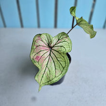 Load image into Gallery viewer, #W7 Caladium