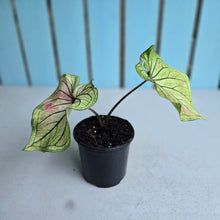 Load image into Gallery viewer, #W7 Caladium