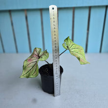 Load image into Gallery viewer, #W7 Caladium