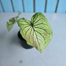 Load image into Gallery viewer, #W7 Caladium