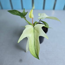 Load image into Gallery viewer, #W15 Philodendron Florida Ghost
