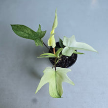 Load image into Gallery viewer, #W15 Philodendron Florida Ghost