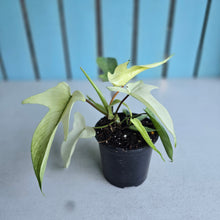 Load image into Gallery viewer, #W15 Philodendron Florida Ghost