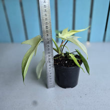 Load image into Gallery viewer, #W15 Philodendron Florida Ghost
