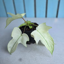 Load image into Gallery viewer, #W27 Philodendron Florida Ghost