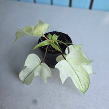 Load image into Gallery viewer, #W27 Philodendron Florida Ghost