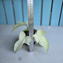 Load image into Gallery viewer, #W27 Philodendron Florida Ghost