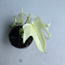 Load image into Gallery viewer, #W27 Philodendron Florida Ghost